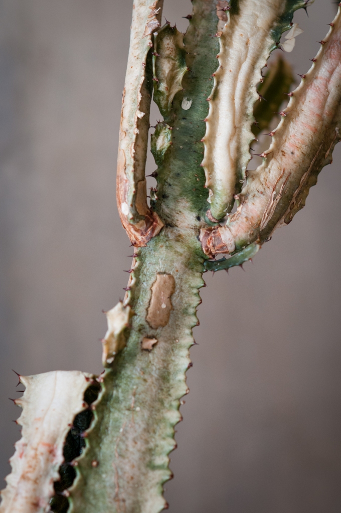 Dead cactus
